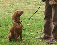 HSL Hundeschule Lüdersen