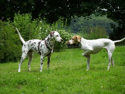 HSL Hundeschule Lüdersen