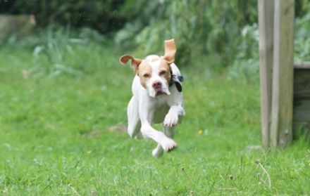 HSL Hundeschule Lüdersen