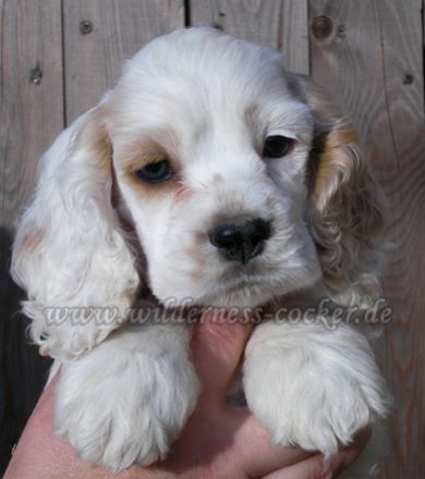 Legacy of Wilderness