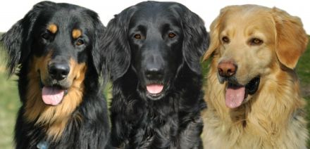 RZV für Hovawarthunde BG Wismar e. V.