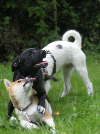 GSSV Hammelburg e.V.