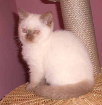 von der Pfirsichblüte