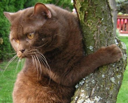 von der Pfirsichblüte