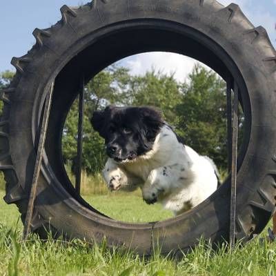 Pfotentreff-Rinderbügen