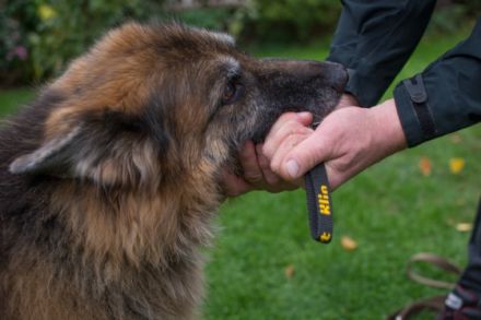 Menschundhundzentrum