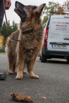 Menschundhundzentrum