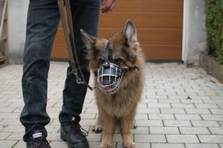 Menschundhundzentrum