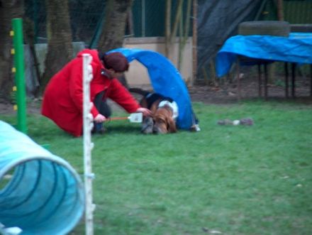 Pudelfreunde Frankfurt-Eckenheim