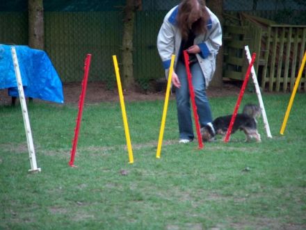 Pudelfreunde Frankfurt-Eckenheim