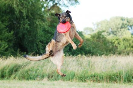 Discdogging Dogma Disc Dogs