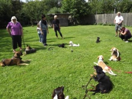 Hundeschule & Hundepension Helge Filipski