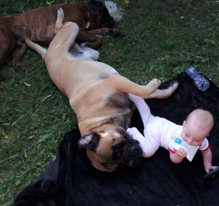 Hundeschule & Hundepension Helge Filipski