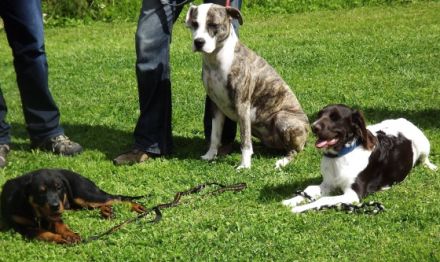 Hundeschule & Hundepension Helge Filipski