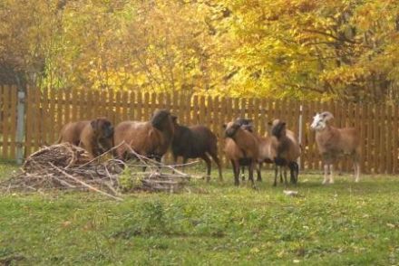 Hundeschule & Hundepension Helge Filipski