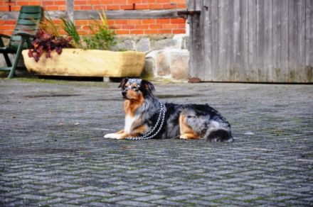 claudis hundetraining