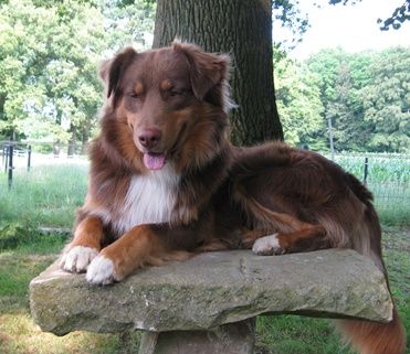 claudis hundetraining