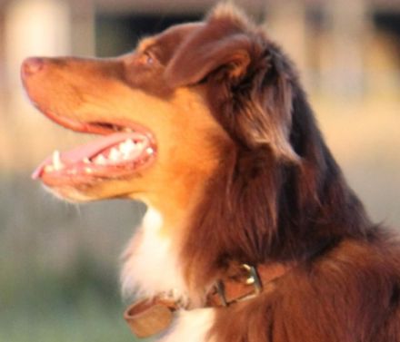 claudis hundetraining