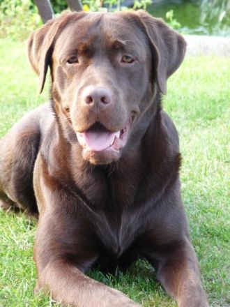 Djaxon the Power from Dragon Valley