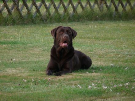 Djaxon the Power from Dragon Valley