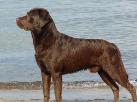 Djaxon the Power from Dragon Valley