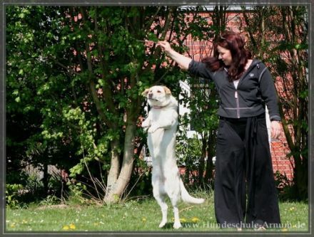 Hundeschule Anum