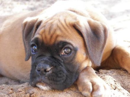 Mobile Tierheilpraxis Ellen Schulz