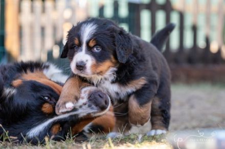 Berner Sennen vom Farrnbachgrund