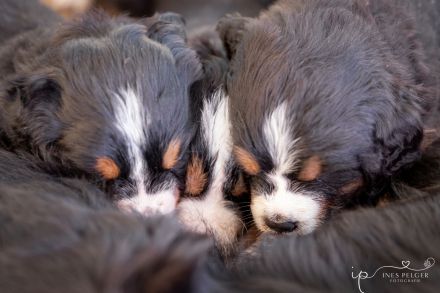 Berner Sennen vom Farrnbachgrund