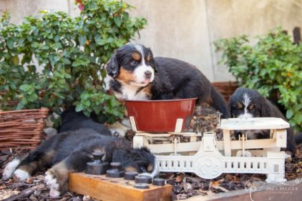Berner Sennen vom Farrnbachgrund
