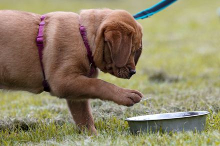 Hundeschule Voelkersweiler