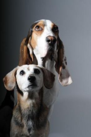 CAVALLCANI Tierphysiotherapie für Pferd und Hund