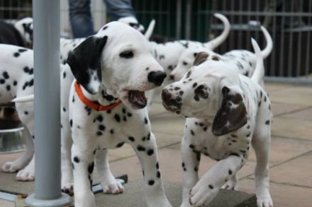 Von der Bad Münstereifeler Höhe