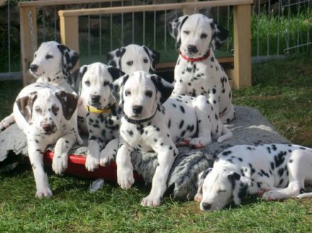 Von der Bad Münstereifeler Höhe