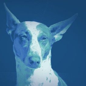 fair-dog-training Monika Katstaller