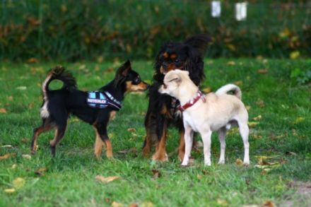 Hundeschule Likeadog