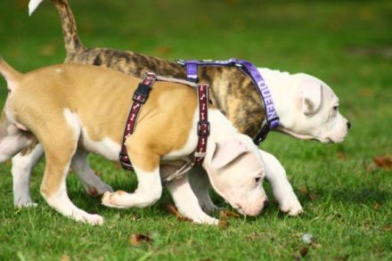 Hundeschule Likeadog