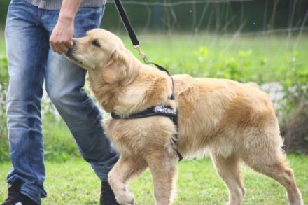 Hundeschule Likeadog