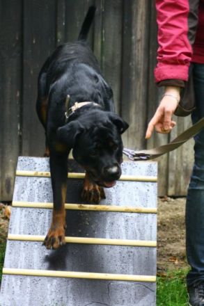 Hundeschule Likeadog