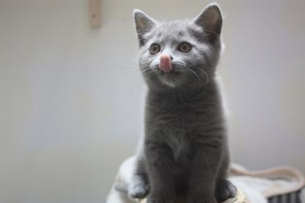 Kartäuser vom Roten Turm