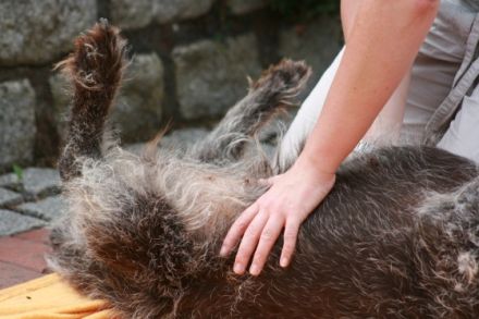 Hand-und-Hund Praxis für Hundeosteopathie/ Physiotherapie