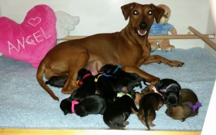 vom Röderauer Elbland