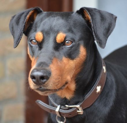 vom Röderauer Elbland