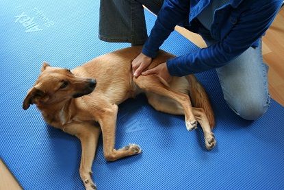 Tierheilpraktikerin Selina Haupt und Geistheilung für Menschen