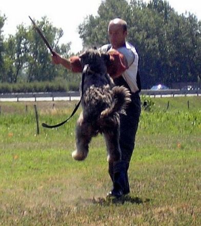 de la Colline Verte Dijon