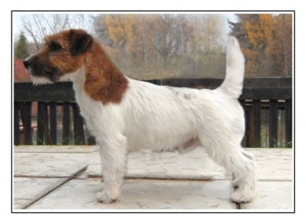 Howkesbury Rags Puma