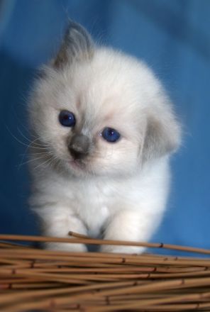 Birmchen von Giesenwald