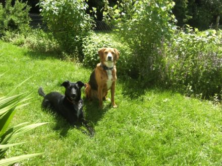 Hunde & Katzenhotel Susi & Strolch