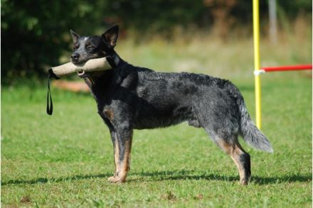 Int.Ch. Agent I-Point Wild Mosquitos