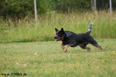 Int.Ch. Agent I-Point Wild Mosquitos